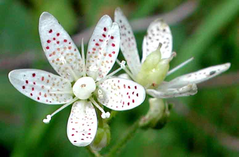  Image name: sassifraga3.jpg 
 width: 775 pixel 
 height: 510 pixel 
 Size: 18209 bytes 
 Click to enlarge 